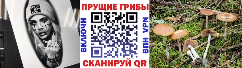 дарк нет телеграм  Анадырь  Галлюциногенные грибы MAGIC MUSHROOMS 
